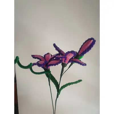 Purple Pink Pipe Flower bunch primary image