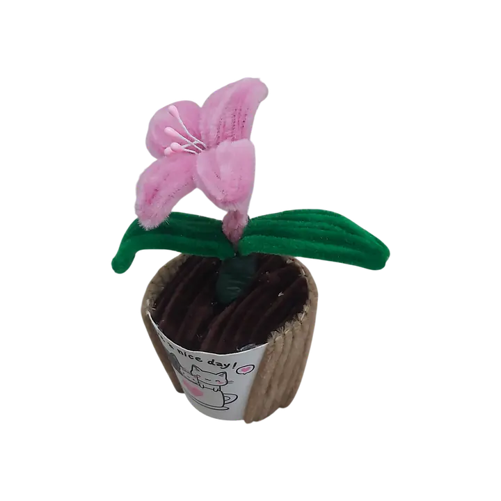 Sweetheart Lily Pot Flower - Master