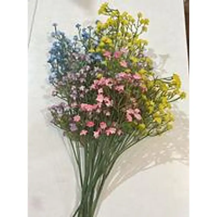 Gypsophila Flower - Master