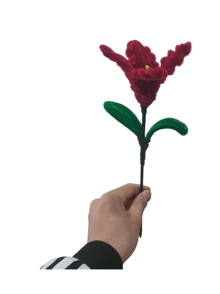 Midnight Rose Lily Flower