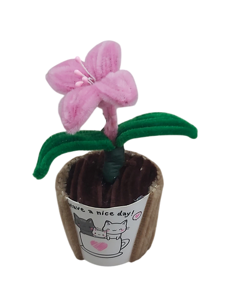 Sweetheart Lily Pot Flower