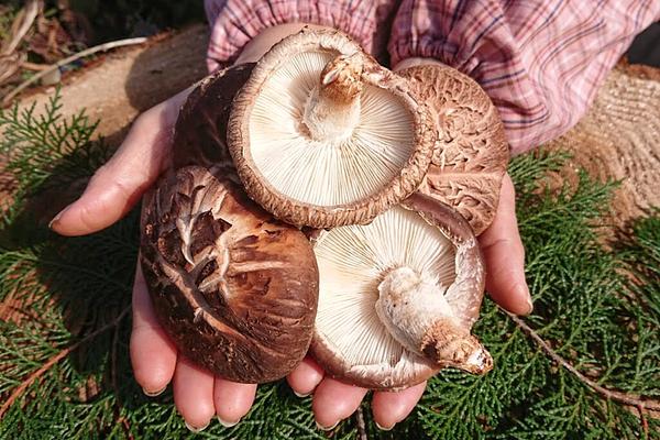 Mushroom Cookies